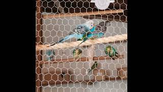 viveiro cantoperiquitoaustraliano periquitoautraliano budgies filhotesdeperiquitosaustralianos [upl. by Rossen169]