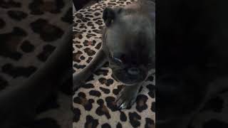 Gizmo the pug gets playful [upl. by Middleton67]