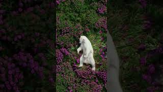 Himalayan bear funny video  himalayan bear  funny video [upl. by Merat]