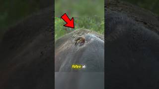 Bloody Oxpecker Bird 🐦 😱 shorts viral facts [upl. by Anenahs]