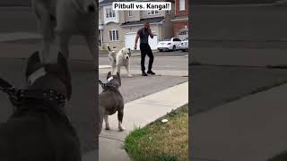 A pitbull vs Kangal who wins [upl. by Roye275]