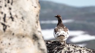 Möte med fjällripa  Lagopus Muta [upl. by Rennoc336]