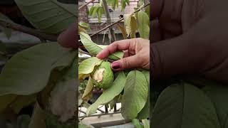 Harvesting 😍☘️ organicvegetables ytshorts explore gardeningplants viralshorts [upl. by Assirt]