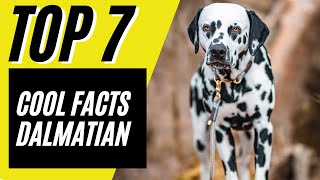 Top 7 SUPER COOL Dalmatian Facts  Dalmatian Dog Breed [upl. by Yddur417]