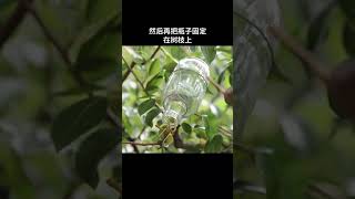 号称“永不分梨”的梨子酒，梨是怎么放进去的？ [upl. by Airitak]