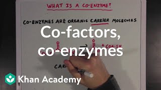 Cofactors coenzymes and vitamins  MCAT  Khan Academy [upl. by Ainoet]