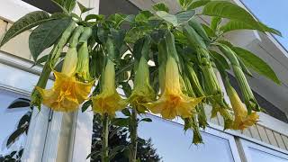 Gorgeous Brugmansia in Bloom [upl. by Sweatt]