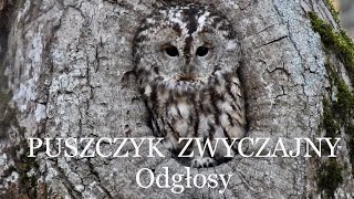 Puszczyk głos odgłosy [upl. by Frannie]