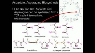 Aspartate Asparagine Biosynthesis [upl. by Early]