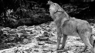 Ululato lupo DA BRIVIDI IR Plus 110 gradi  Wild Wolf Howling Canis lupus italicus [upl. by Hite]