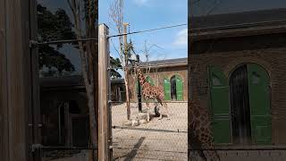 Visit to London Zoo london londonzoo youtubeshorts [upl. by Warfeld685]