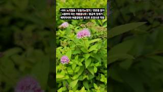 여름정원의 포인트 식물 황금조팝 황금조팝나무 황금조팝 묘목 Spirea japonica shorts [upl. by Marron]