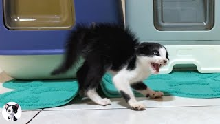 A rescued kitten who is furious with big cat [upl. by Shriver]