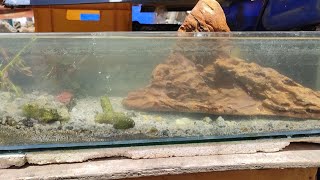 Update 7  Rescape ng long tank  Driftwood ðŸ”¥ [upl. by Chiang210]