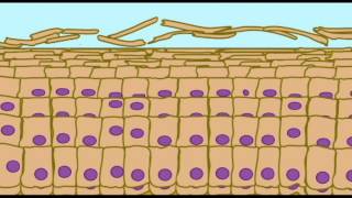 AP1 SKIN KERATINIZATION IN EPIDERMIS [upl. by Atteuqram684]