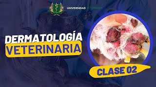 DERMATOLOGÍA VETERINARIA  CLASE 02 [upl. by Clovah153]