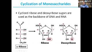 Carbohydrate ReactivityBiochemistry I19 [upl. by Saunder833]