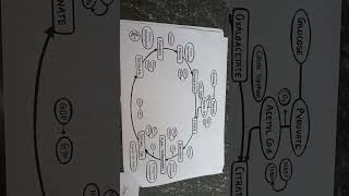 Citric acid cycle imperfect pharmacy or Krebs cycle rspharmacy vairalshort imperfect [upl. by Auhso]