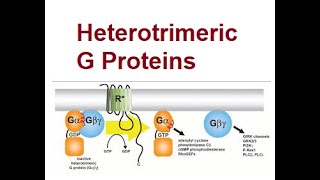 Signal Transduction Pathways Through Heterotrimeric G Proteins  2024 [upl. by Gelasius975]