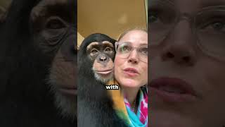 Couple reunites with chimpanzee after many years 🥺❤️ [upl. by Anirehtak51]