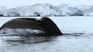 Up Close with Humpback Whales in Antarctica [upl. by Woodie388]