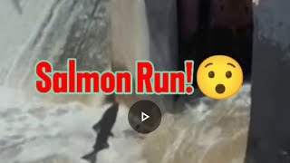 Salmon Run 🎣 nature salmonrun fishing livestream [upl. by Ylsew]