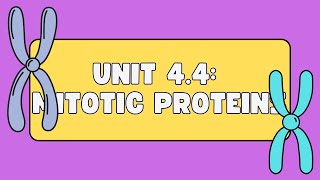 Unit 44 Mitotic Proteins [upl. by Asilak504]