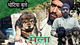 Pure Bhotia Dog Puppy  Top Quality puppy  भोटिया कुत्ते के बच्चे Uttarakhand Wale [upl. by Ysdnyl]