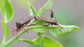 Stink Bugs Mating Bugged By Bugs [upl. by Nirehtac]