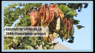 Clonación y Cultivo in vitro de Tara Caesalpinia spinosa [upl. by Teahan]