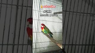 GMR rosella parrot rosella parakeets parrot redrosella unfreezemyaccounytshort petslovers2770 [upl. by Aina248]