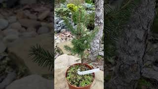 Picea obovata M Sharkan  М Шаркан 💚🌲💚021024🍁🌲 [upl. by Malanie]