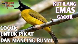 🔴SUARA BURUNG KUTILANG EMAS GACOR  KUTILANG EMAS [upl. by Patt]