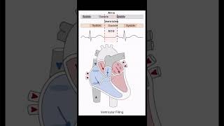 Heart Systole  Diastole biology nursing mbbs heart [upl. by Aileahcim]