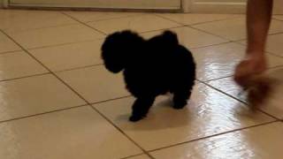 Black Female Toy Poodle Pups [upl. by Noram]