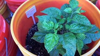 2017 Super Hot Peppers Growing Season  Ep 06  Progress [upl. by Llevaj]