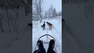 Chien de traîneau à Tromsø ❄️🇳🇴 [upl. by Ferde94]