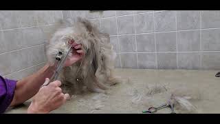 How to groom a Havanese Dog Breed long Scissor cut body full grooming transformation [upl. by Tadio]