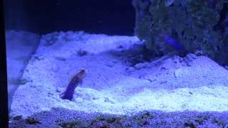 Blue spot Jawfish pair [upl. by Alexei249]