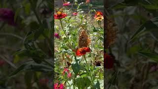 Great Spangled Fritillary and Skipper butterflies [upl. by Ede]