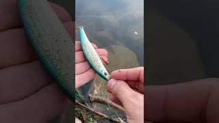 Petit trouvaille du jour  fishingvideo fishing pecheur [upl. by Jeaz]