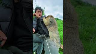 Cute Wild animal bobak marmot or prairie dog eating cookies yummy 174 [upl. by Livvy]