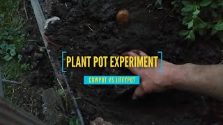 An Experiment Cowpot vs Jiffy pot [upl. by Palmira]