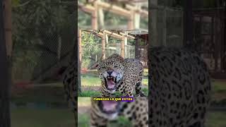 leopardo vs monos babuinos leopardo vs monobabuino animalessalvaje [upl. by Ibok]