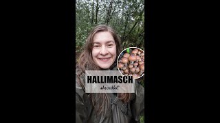 Hallimasch  Rekordhalter im Pilzreich [upl. by Oinolopa]