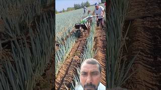 Pyaj ki kheti ke liye nai machinefarming pyaj pyajkikheti [upl. by Etnwahs]