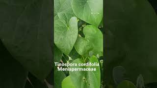 Tinospora cordifolia Family Menispermaceae [upl. by Addiego]