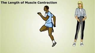 The Regulation of Muscle Contraction [upl. by Croner]