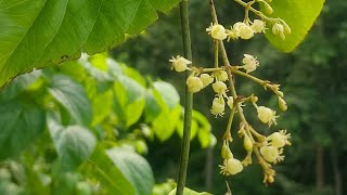 Menispermaceae Flora Flower Plant Nature Bouquet Video YoutubeVideo YTVideo [upl. by Tabina691]