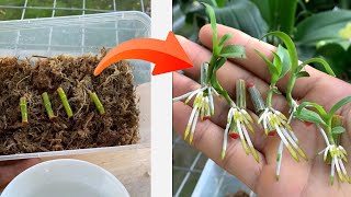 How to grow orchids with many roots [upl. by Cinderella]